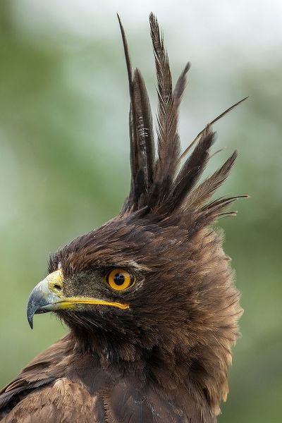 Africa-Tanzania-Ngorongoro Conservation Area-Long- Crested Eagle
